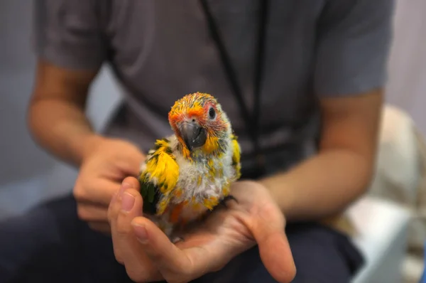 Güzel yeşil papağan civciv tutan insan el in çekim yakın — Stok fotoğraf