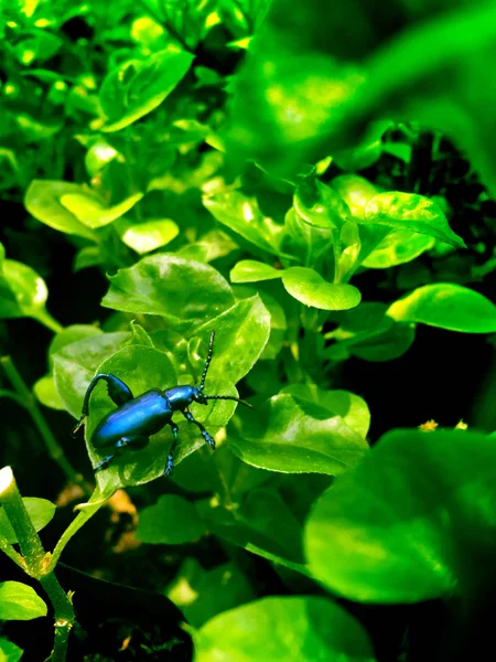 Insect on watercress herb garden, close-up. — Stock Photo, Image