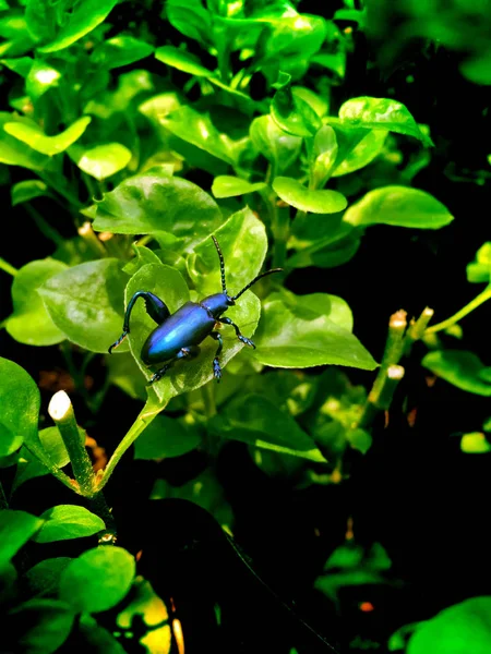 Έντομο σε κήπο με Νεροκάρδαμο, κοντινό. — Φωτογραφία Αρχείου