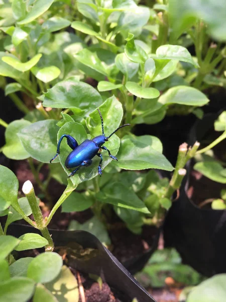 Insect on watercress herb garden, close-up. — Stock Photo, Image