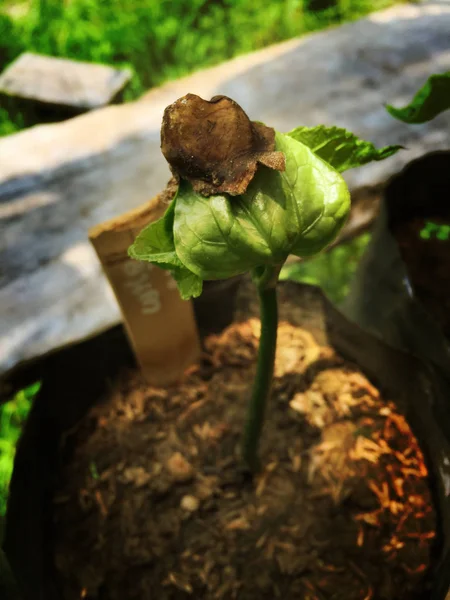 Sprout Phak wan, mélanger le dessert aux légumes doux — Photo