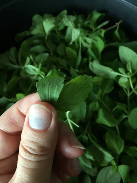 Hand p fresh mint leaves . — Stock Photo, Image