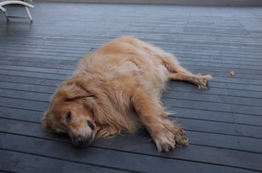 Yağ Labrador Retriever uyku 