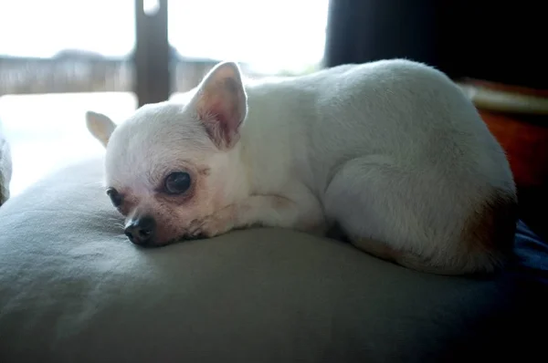 Chihuahua-Hund schläft auf einem Kissen — Stockfoto