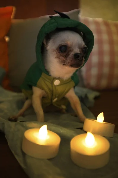 Chihuahua im grünen Drachenkleid — Stockfoto