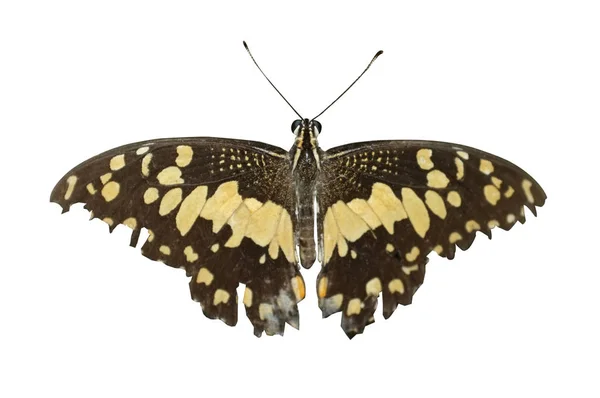 Papillon de chaux ou papillon citron — Photo