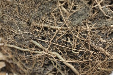 Verimli toprak arka plan, doku ile kökleri kapatın