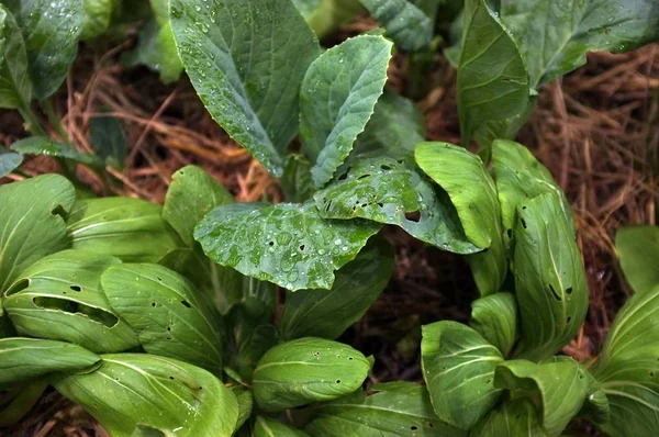 I campi di primo piano coltivano verdure. CONCEPT Alimenti biologici — Foto Stock