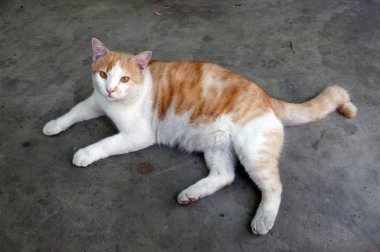 Sevimli Sarı Tay Kedi, Tembel Kedi