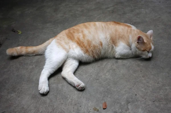 Gato tailandês amarelo bonito, gato preguiçoso — Fotografia de Stock