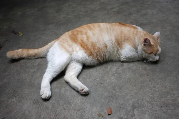Niedliche gelbe thailändische Katze, faule Katze — Stockfoto