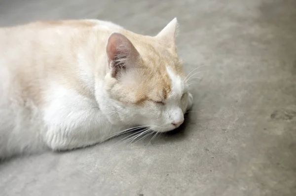 귀여운 노란색 타이어 고양이, 게으른 고양이 — 스톡 사진