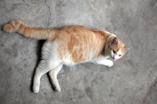 Söt gul thailändsk katt, Lazy Cat — Stockfoto