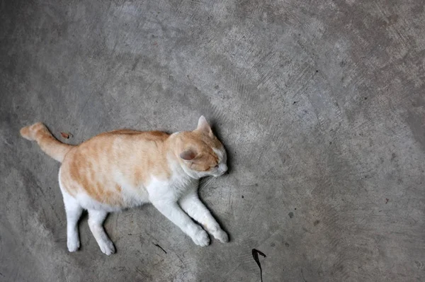 Söt gul thailändsk katt, Lazy Cat — Stockfoto