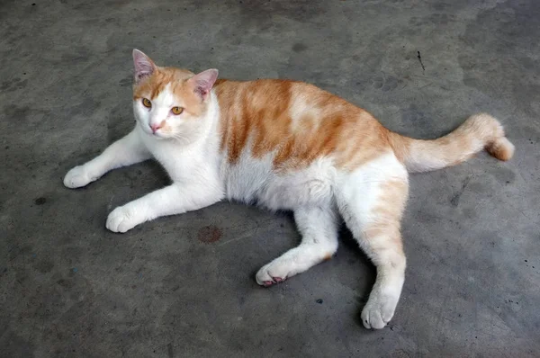 Gato tailandês amarelo bonito, gato preguiçoso — Fotografia de Stock