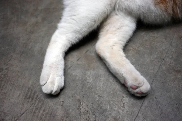 Katzenpfote auf weißem Hintergrund bei Tageslicht. — Stockfoto