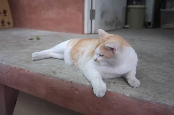 Gordura gato jogar divirta-se  . — Fotografia de Stock