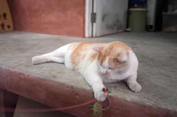 Fette Katze spielt viel Spaß . — Stockfoto