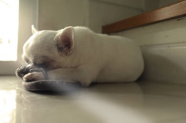 Kapıdan sıcak güneş ışığı kare yerinde yerde uyuyan köpek