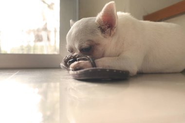 Kapıdan sıcak güneş ışığı kare yerinde yerde uyuyan köpek