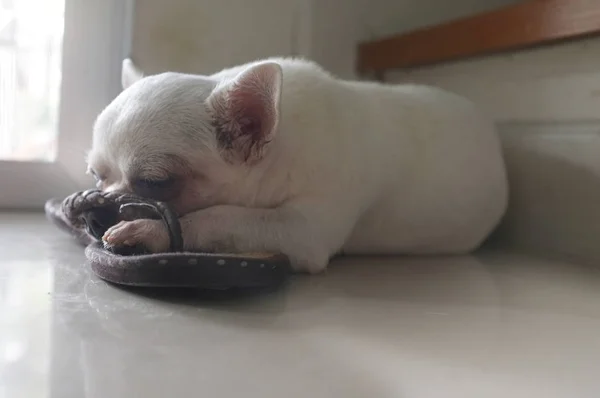 Perro durmiendo en el suelo en el lugar cuadrado de la luz del sol caliente de la puerta — Foto de Stock