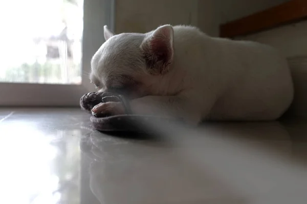 Hond slapen op de vloer op het plein plek van warme zon licht van de deur — Stockfoto