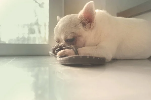 Hund schläft auf dem Fußboden an der quadratischen Stelle des warmen Sonnenlichts von der Tür — Stockfoto