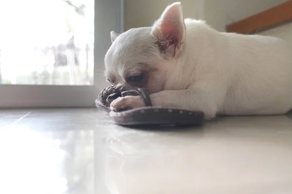 Dog sleeping on the floor at the square spot of warm sun light from the door — Stock Photo, Image