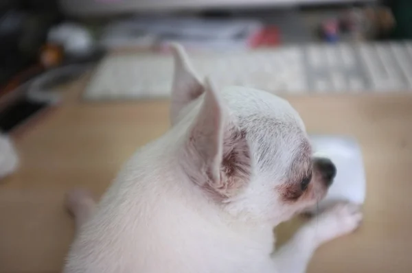 Dog using his computer in the office  , Blur background , Space for text