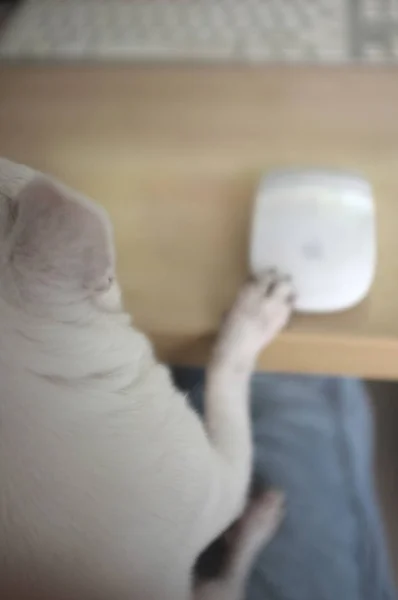 Hund im Büro am Computer, Hintergrund verschwimmen lassen, Platz für Text — Stockfoto