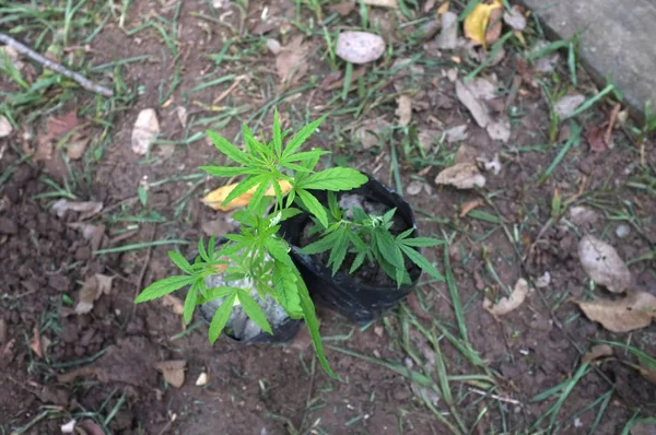 Anbau von Marihuana in der schwarzen Plastiktüte, Cannabis-Pflanzen — Stockfoto