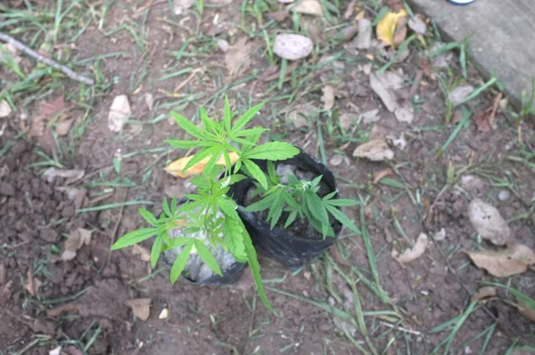 Anbau von Marihuana in der schwarzen Plastiktüte, Cannabis-Pflanzen — Stockfoto