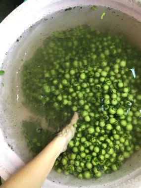 taze ve olgun abanoz meyve Tay yerli ipek veya kumaş boyama 