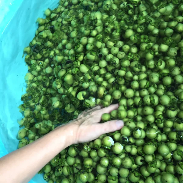 Fruta de ébano fresca y madura la seda nativa tailandesa o teñido de tela — Foto de Stock