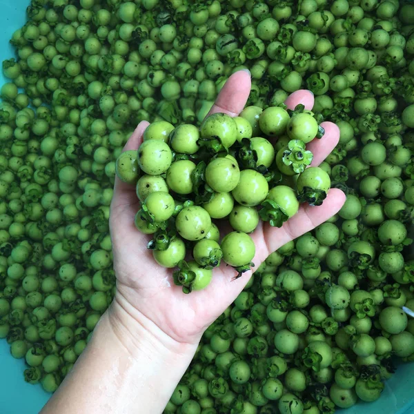 Fruta de ébano fresca y madura la seda nativa tailandesa o teñido de tela — Foto de Stock