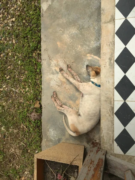 Einsamer streunender Hund schläft auf der Straße in der Nähe seines Hauses — Stockfoto