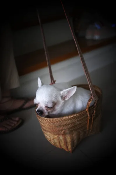 Lindo chihuahua en una cesta. Fondo para mascotas —  Fotos de Stock