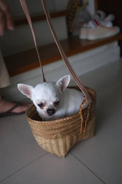 Słodkie chihuahua w koszyku. Tło dla zwierząt domowych — Zdjęcie stockowe