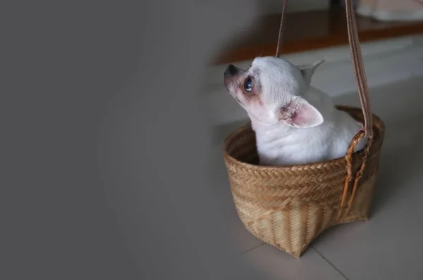 Niedlichen Chihuahua in einem Korb. Haustier — Stockfoto