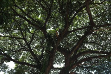 Doğa dokusu arka planı, ağacın altında bulanık fotoğraflar ve bokeh, taze doğa sağlıklı ya da biyolojik konsept.