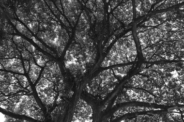 Doğa dokusu arka planı, ağacın altında bulanık fotoğraflar ve bokeh, taze doğa sağlıklı ya da biyolojik konsept.