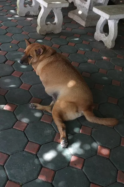 Cão gordo na passarela — Fotografia de Stock