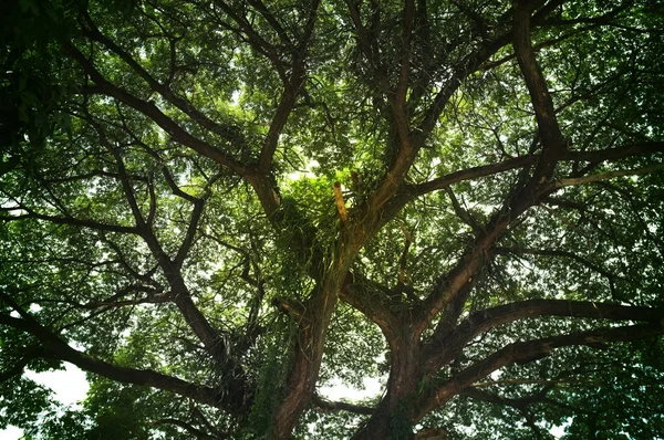 Nature texture background, Photos blurred and bokeh under the tree, Fresh nature healthy or bio concept. — ストック写真