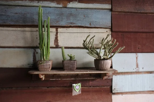 Kleine Kakteenpflanze Niedlichen Töpfen Auf Holzregalen Alter Holzwand Mit Kopierraum — Stockfoto