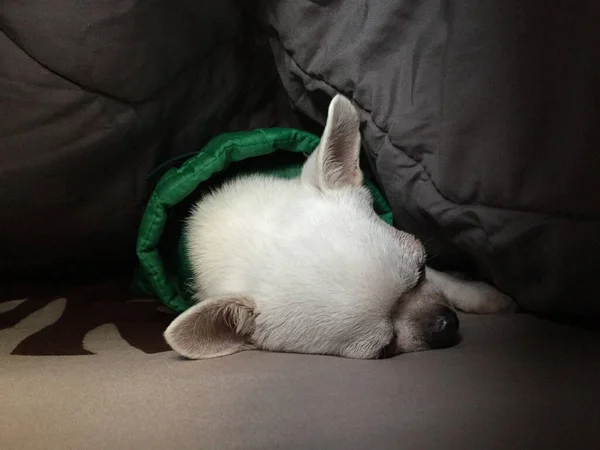 睡眠不足的奇瓦瓦狗在卧室里睡觉或在床上打盹 — 图库照片