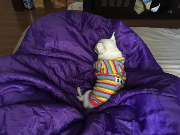 Aranyos Álmos Chihuahua Kutya Alszik Vagy Szunyókál Ágyon Hálószobában — Stock Fotó