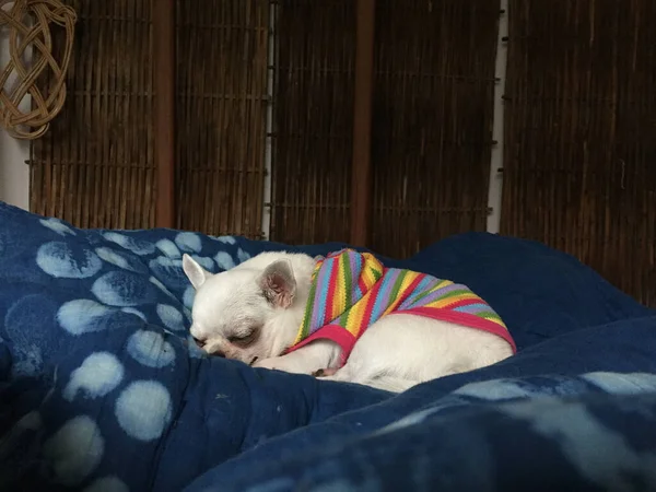 Lindo Perro Chihuahua Soñoliento Está Durmiendo Durmiendo Cama Dormitorio —  Fotos de Stock