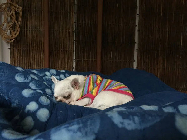 かわいい眠いChihuahua犬あります眠っているか ベッドルームでベッドの上で昼寝 — ストック写真