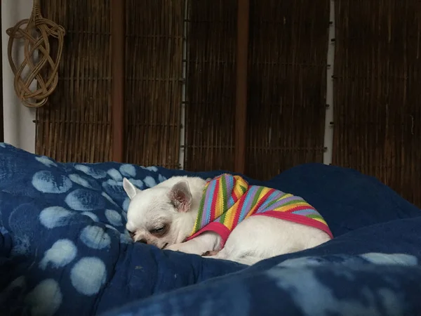 Bonito Cão Chihuahua Sonolento Está Dormindo Cochilando Cama Quarto — Fotografia de Stock