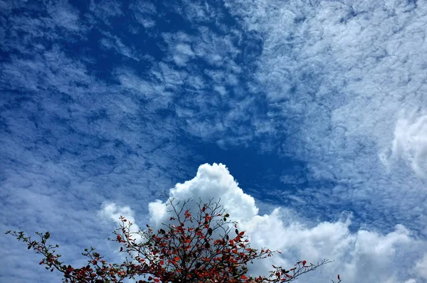 Jeden Strom Obloha Mraky Přírodní Pozadí Kopírovat Prostor Místo Pro — Stock fotografie